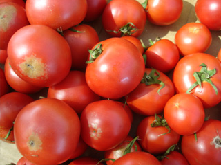 ソース用・清香トマト ２kg