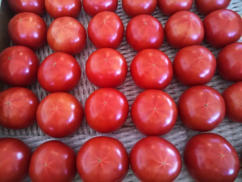 画像: 清香トマト　家庭用2kg