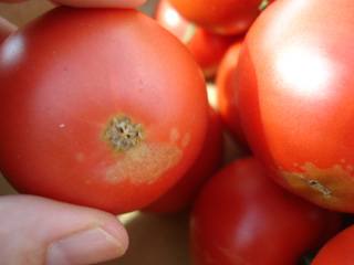 画像: ソース用・清香トマト ２kg