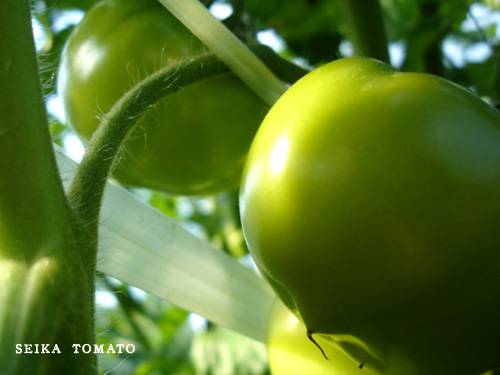 画像: お得なご家庭用の清香トマト２kg(定期お届け）